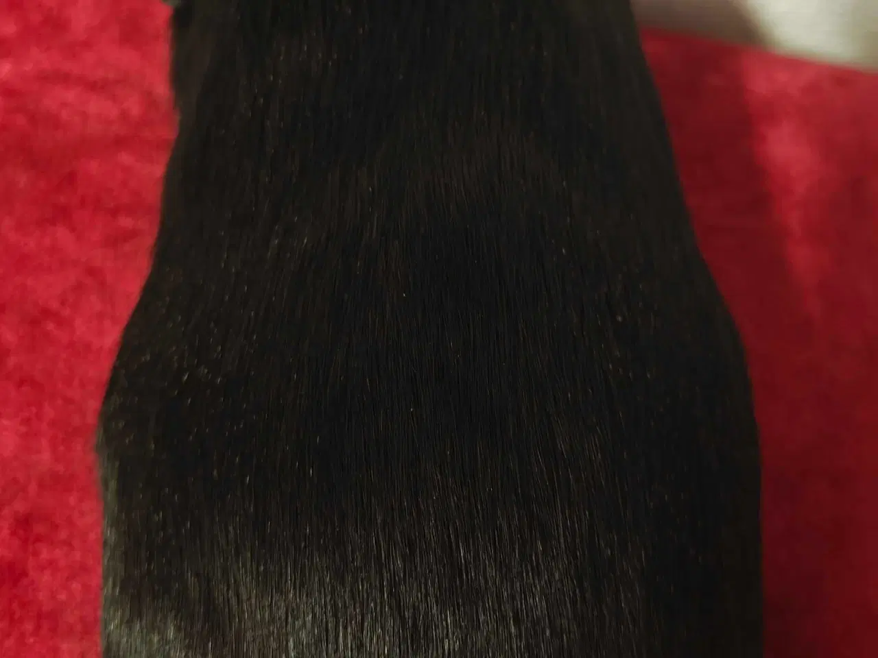 Billede 5 - Solid lemon agouti 