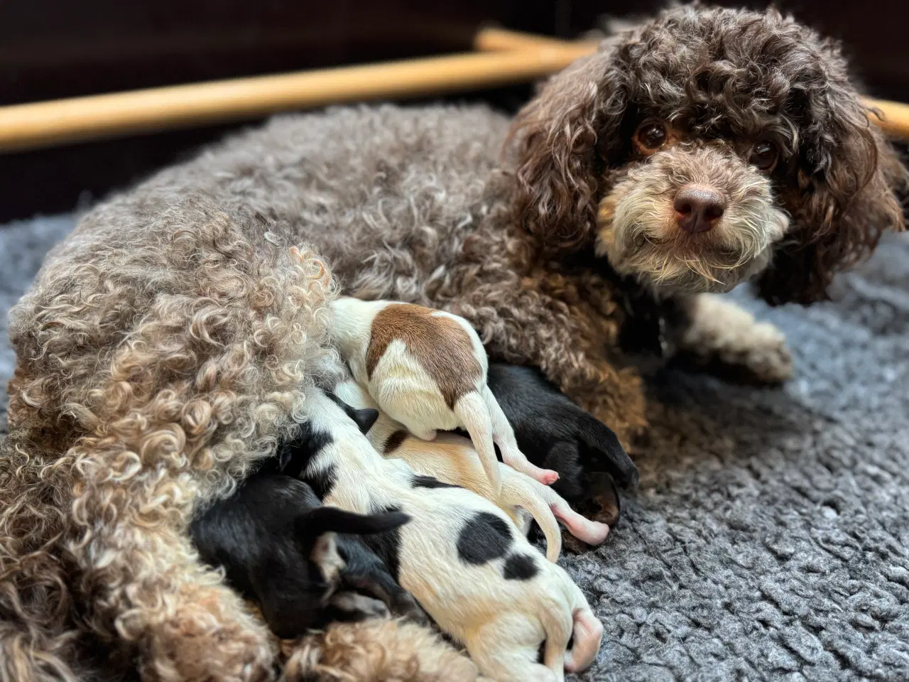 Billede 5 - Maltipoo fra undersøgte forældre.