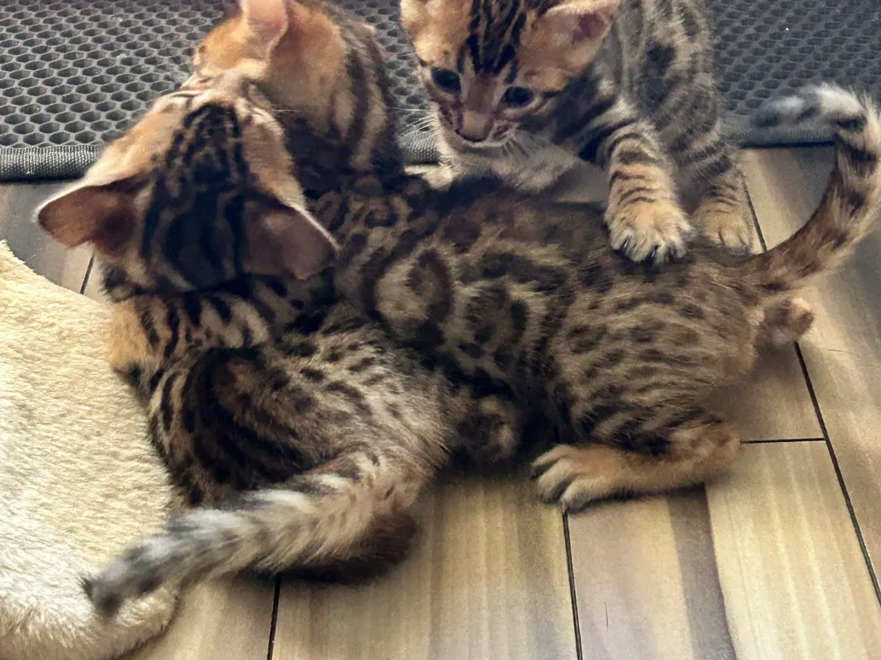 Billede 3 - Bengal Kitten 
