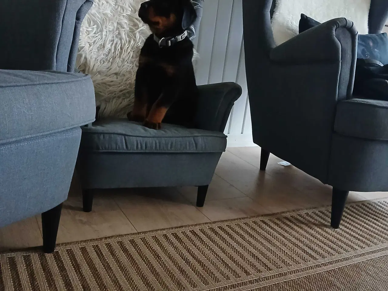 Billede 6 - Dejlig rottweiler han 