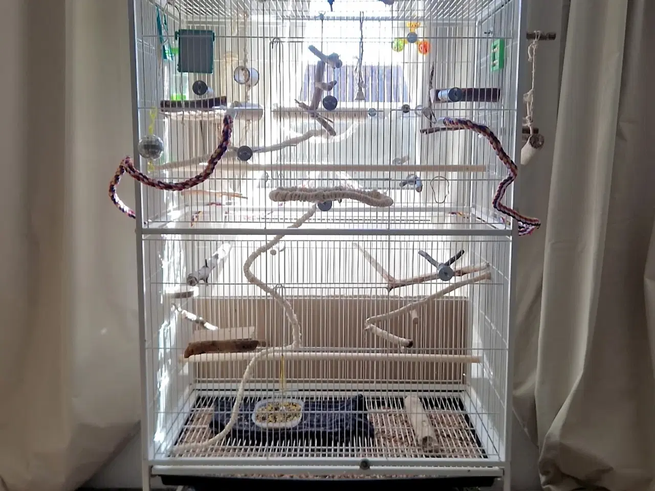 Billede 1 - Meget tam nymfeparakit