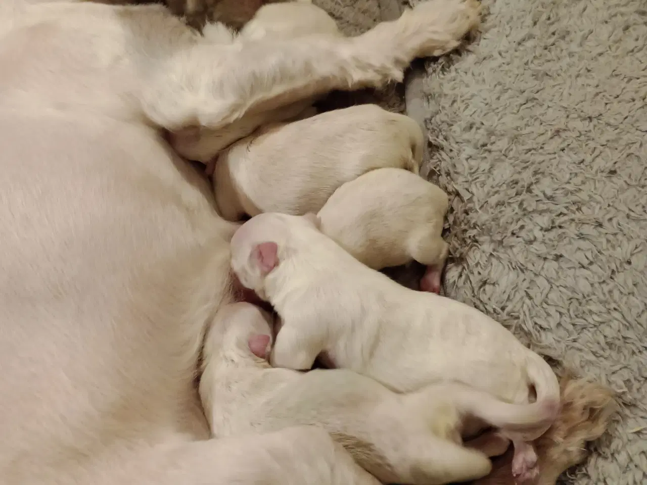 Billede 1 - Maltipoo - malteser hvalpe