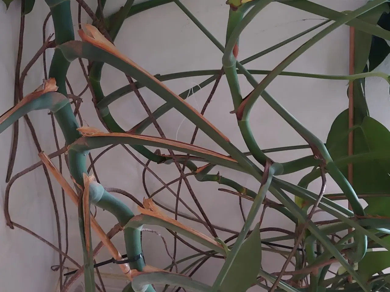 Billede 5 - Kæmpe Fingerfilodendron. Ca 200cm høj i god vækst.