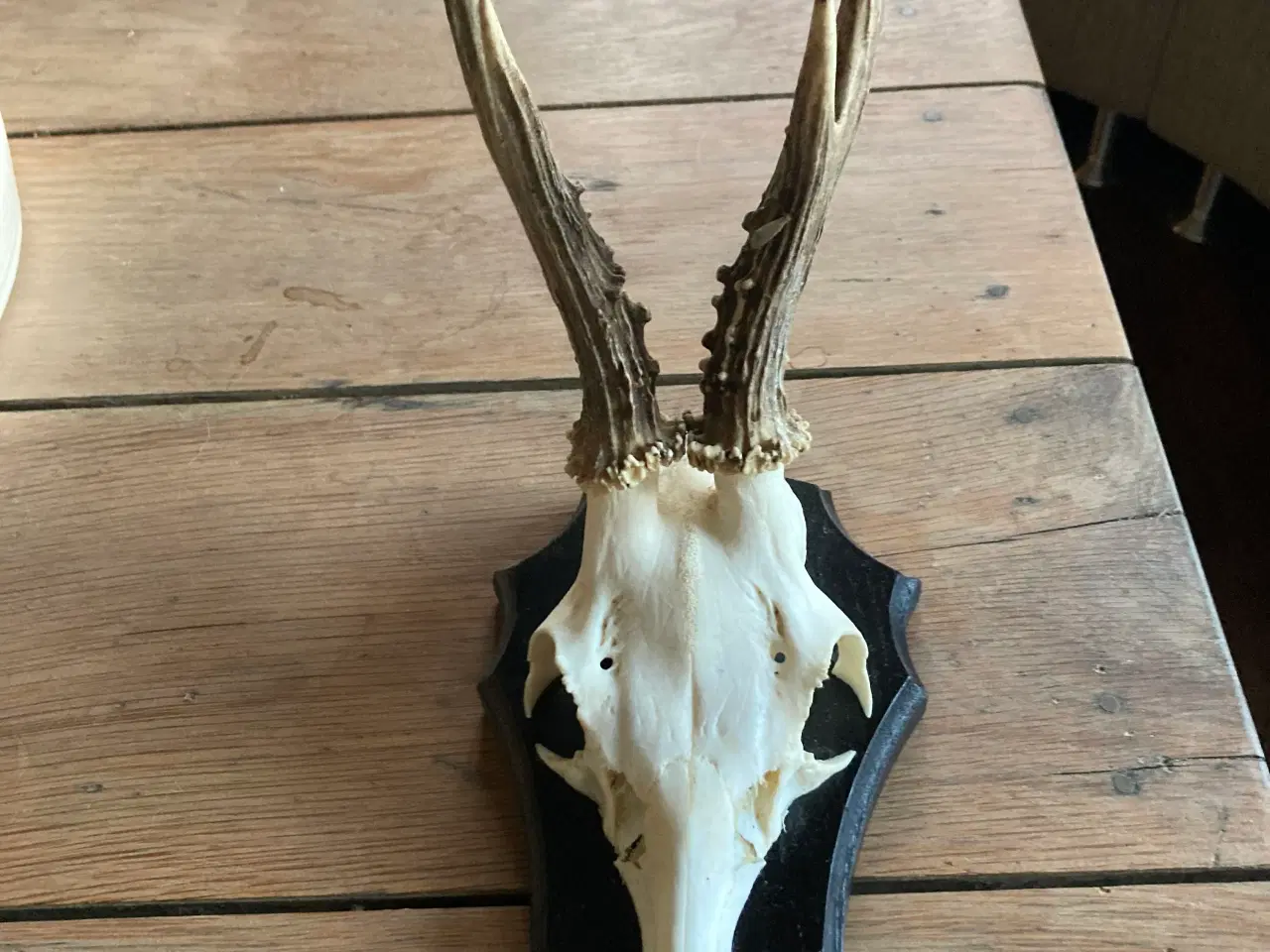 Billede 2 - Bukke gevir