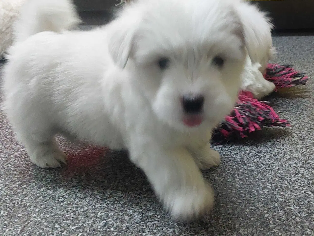 Billede 5 - Coton de tulaer