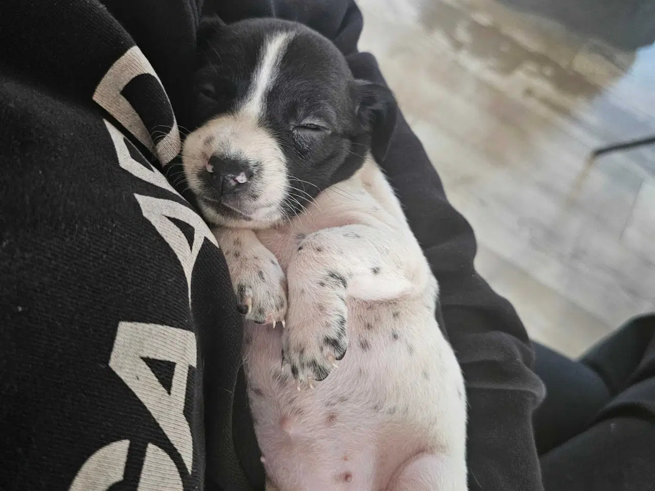 Billede 18 - 🐾 Lækre små vapser søger kærlige hjem 🐾