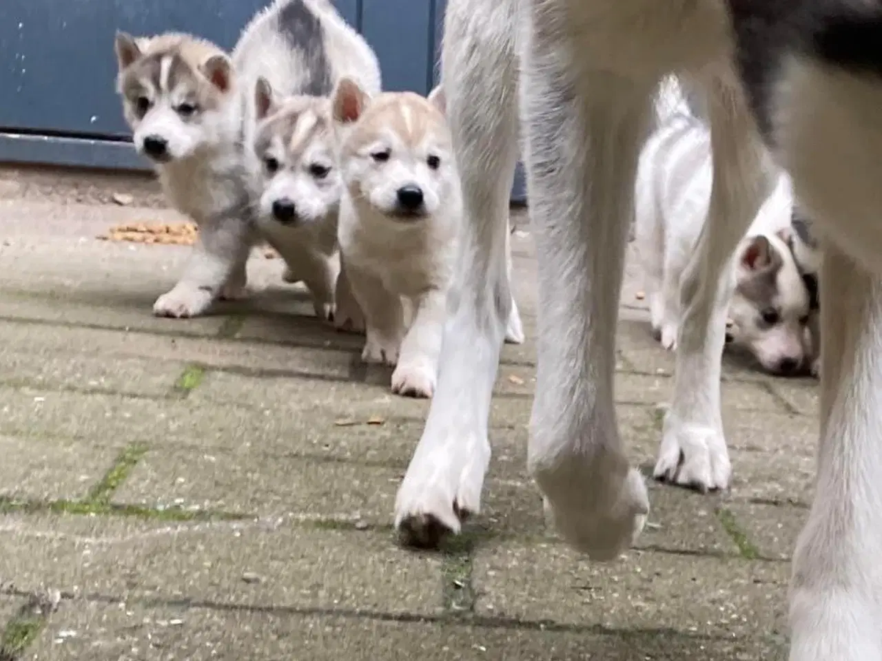 Billede 1 - Lækre husky hvalpe