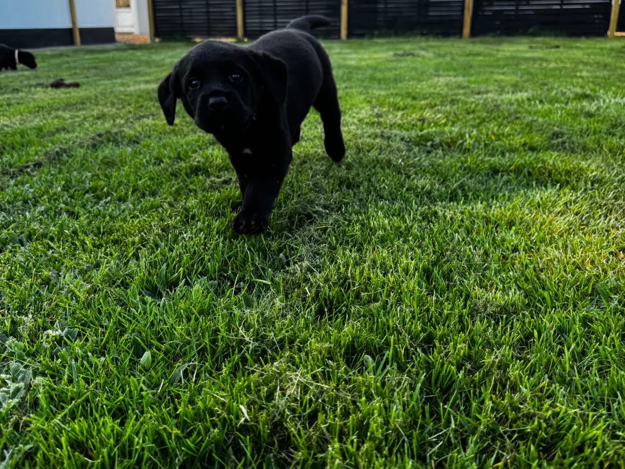 Billede 7 - Rottweiler/ Labrador hvalpe 