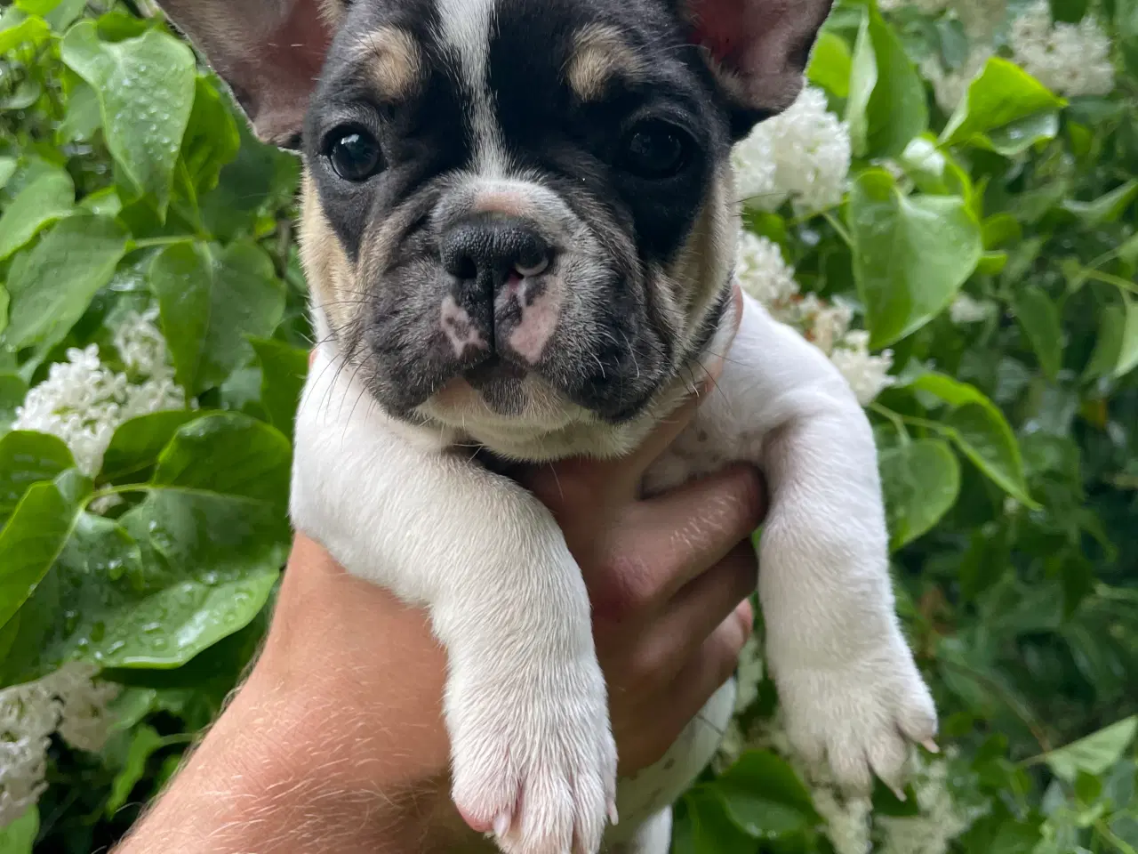 Billede 4 - Franske bulldog hvalpe rejseklare NU
