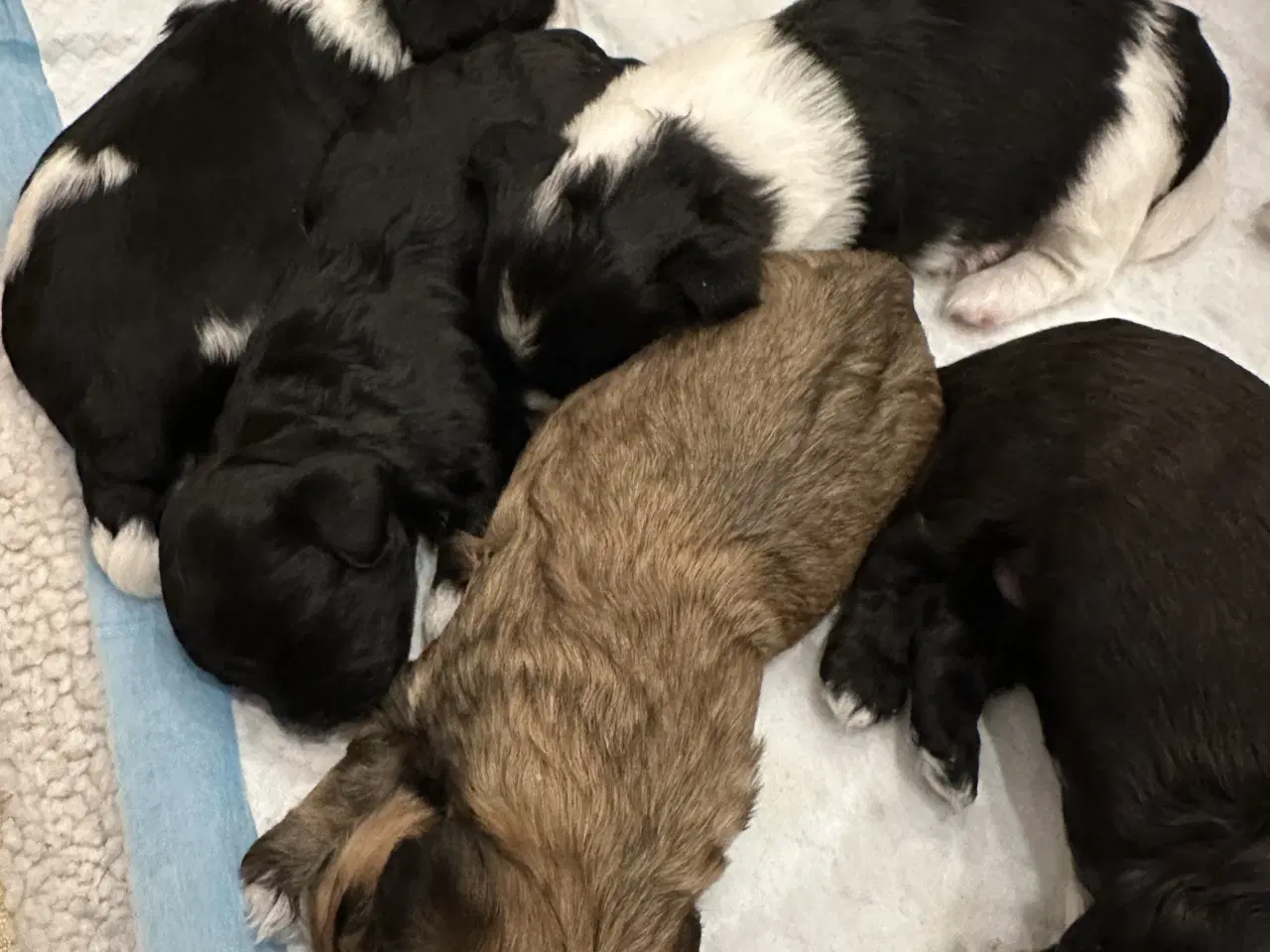 Billede 16 - Blødeste små hvalpe 