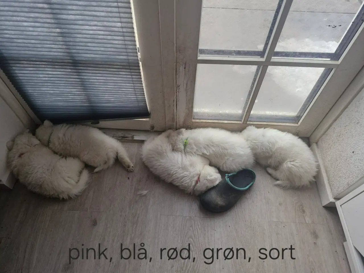 Billede 2 - Hvalpe søger nye hjem