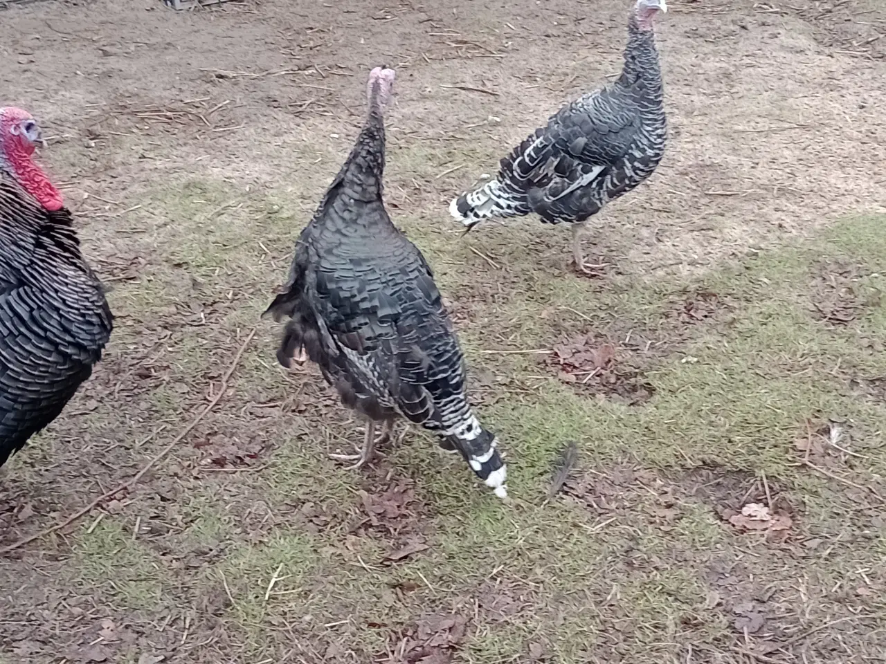 Billede 1 - Bronze kalkun 🦃