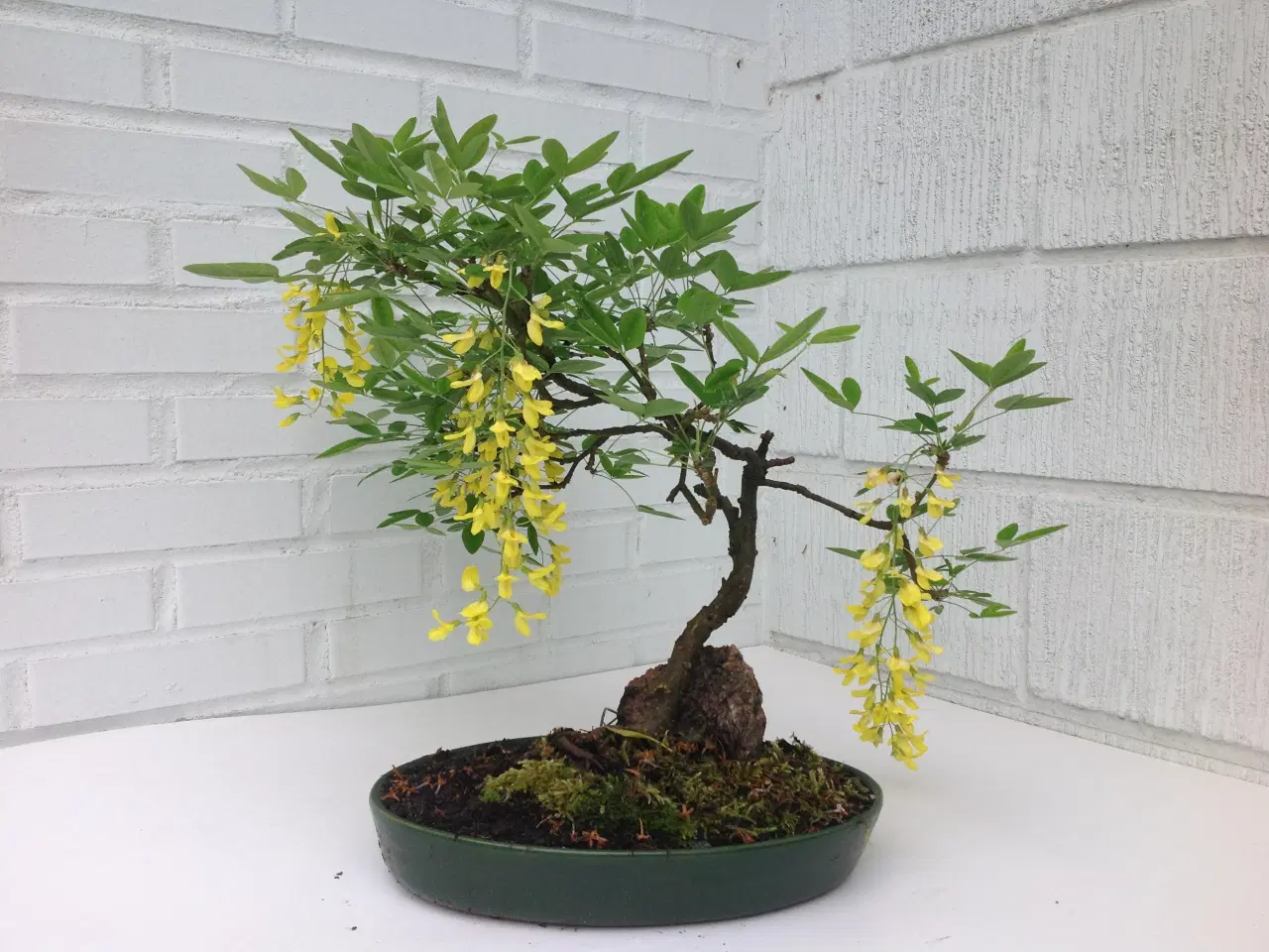 Billede 3 - Bonsai planter 