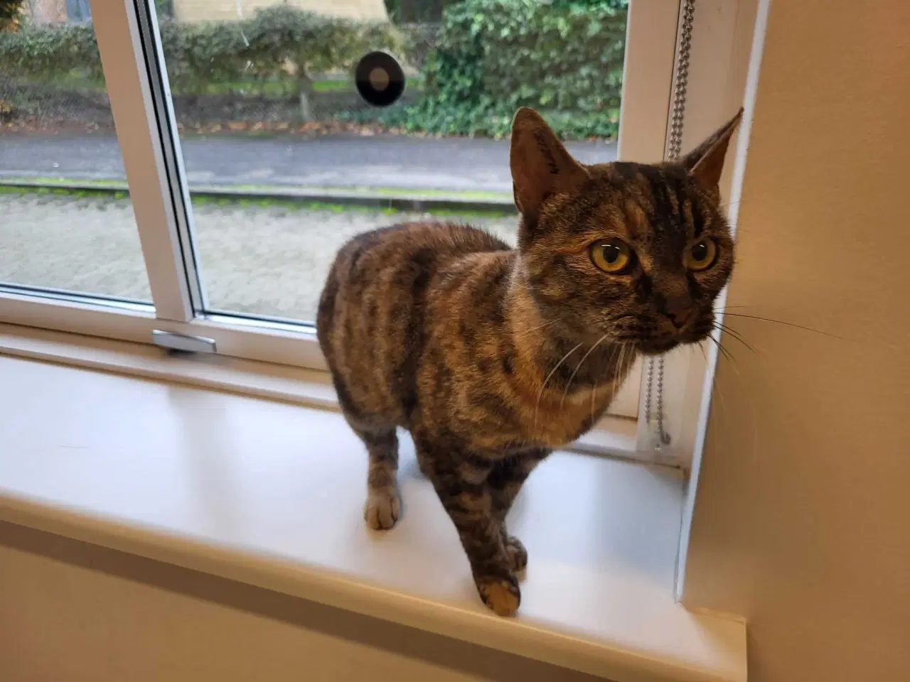 Billede 4 - Lady ♀️ Neutraliseret, vaccineret og øremærket