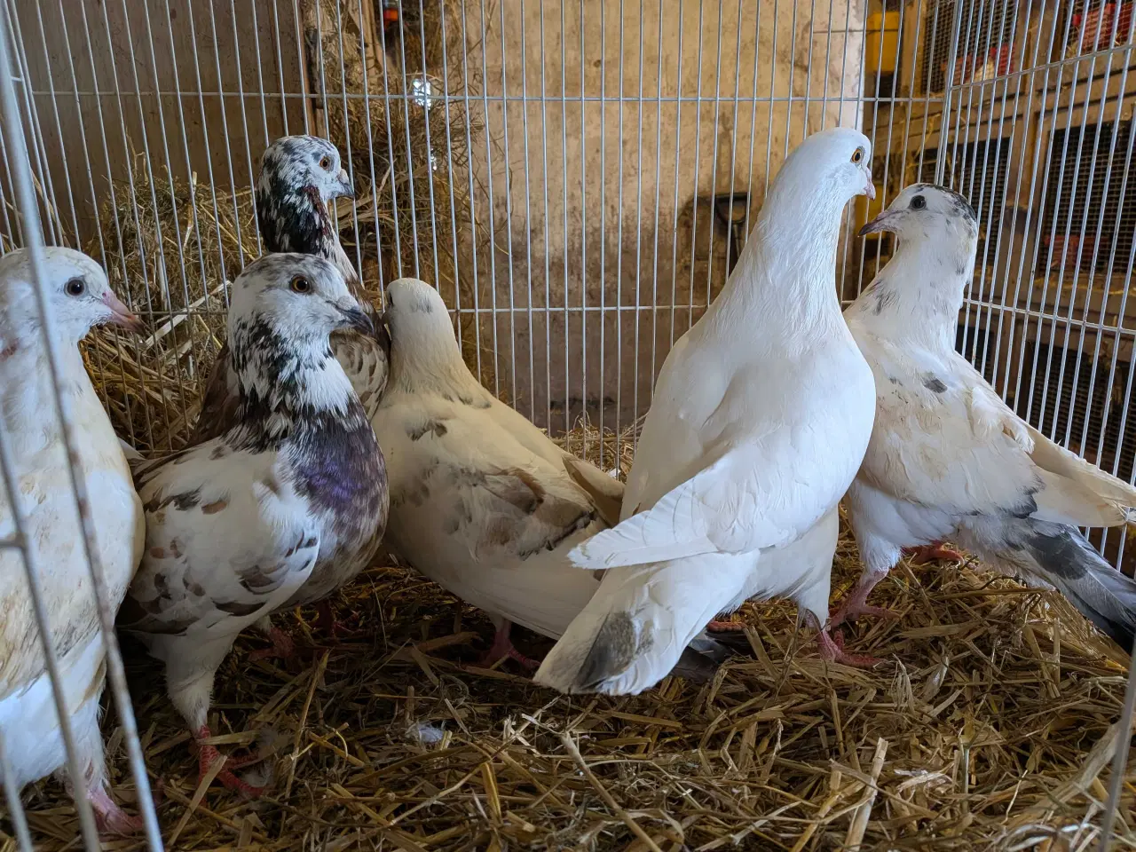 Billede 6 - 10 krydsning duer