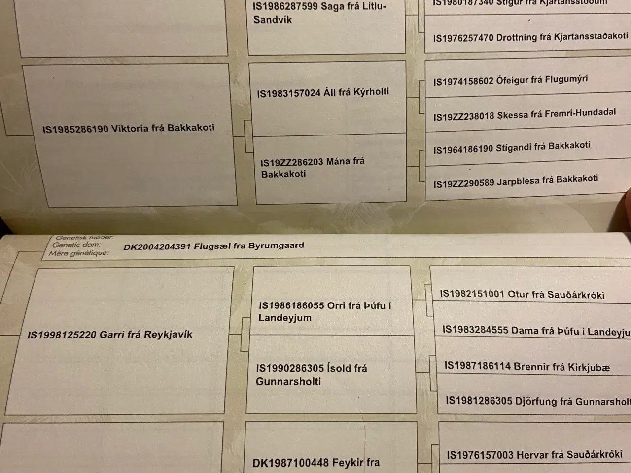 Billede 7 - Islænder hoppe