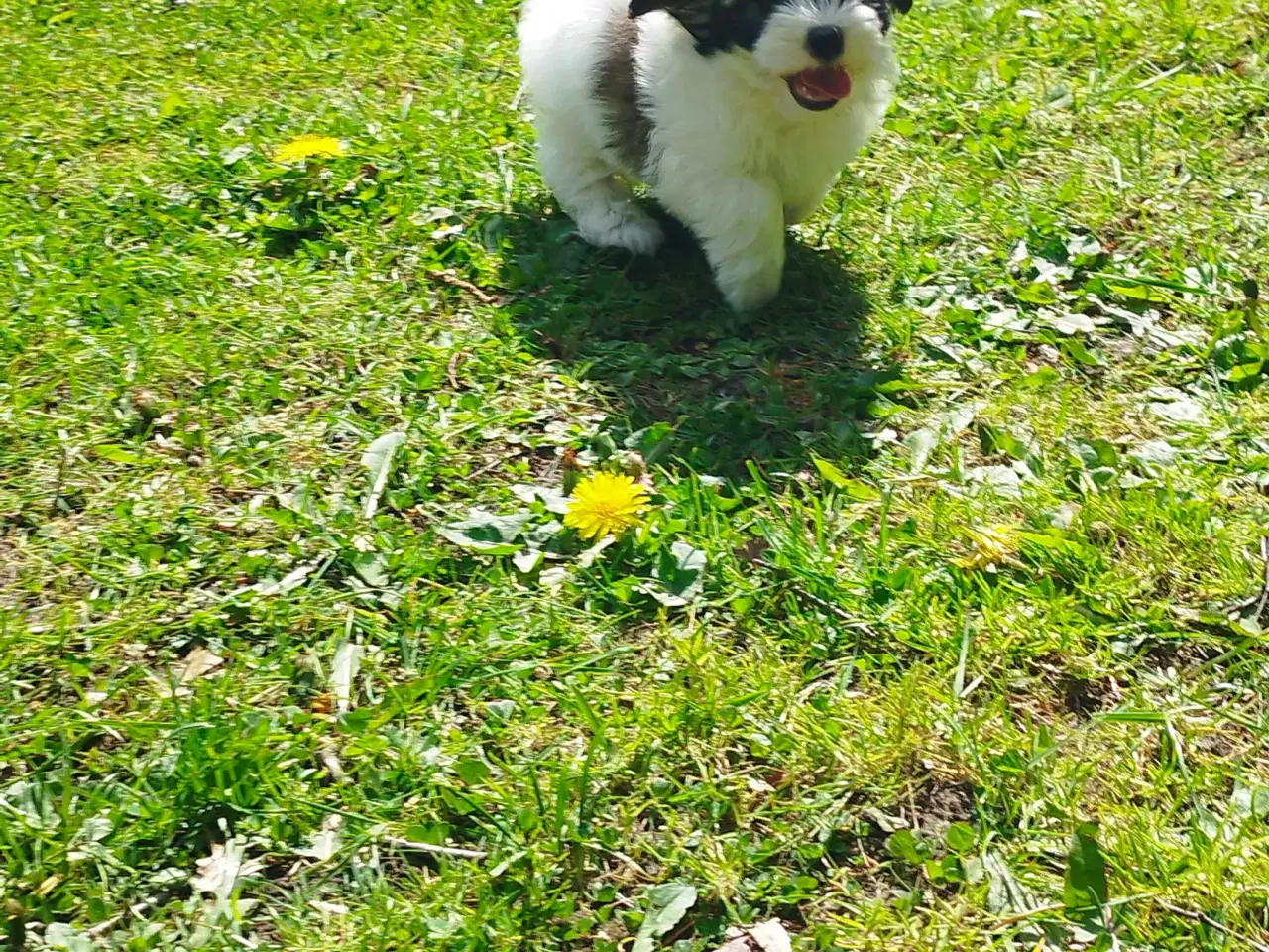 Billede 10 - Coton de tulear hvalpe piger