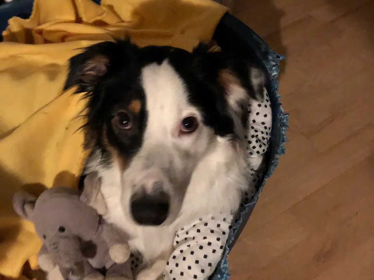 Billede 3 - australian shepherd han på 1 år 