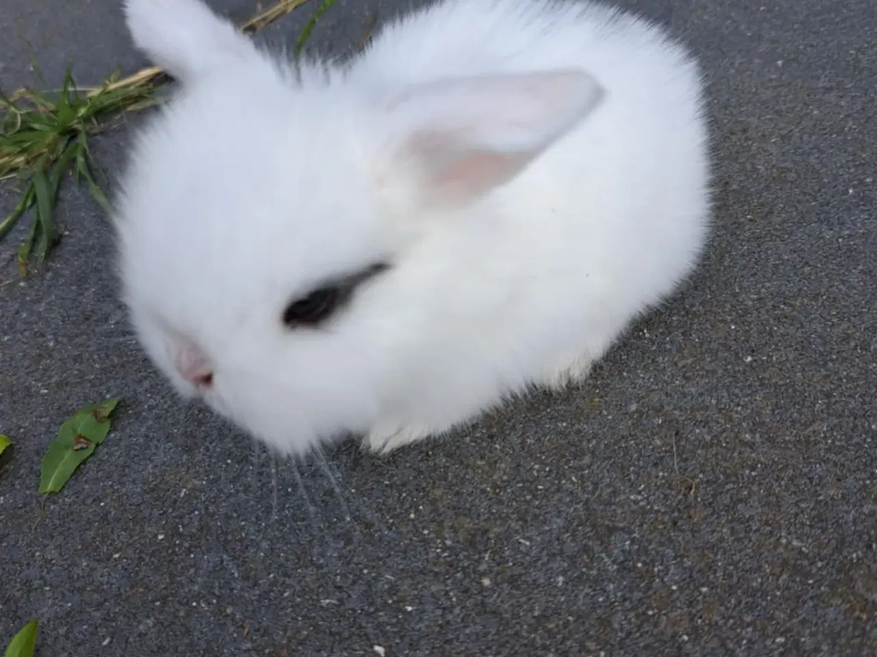 Billede 5 - Minilop, 0 år