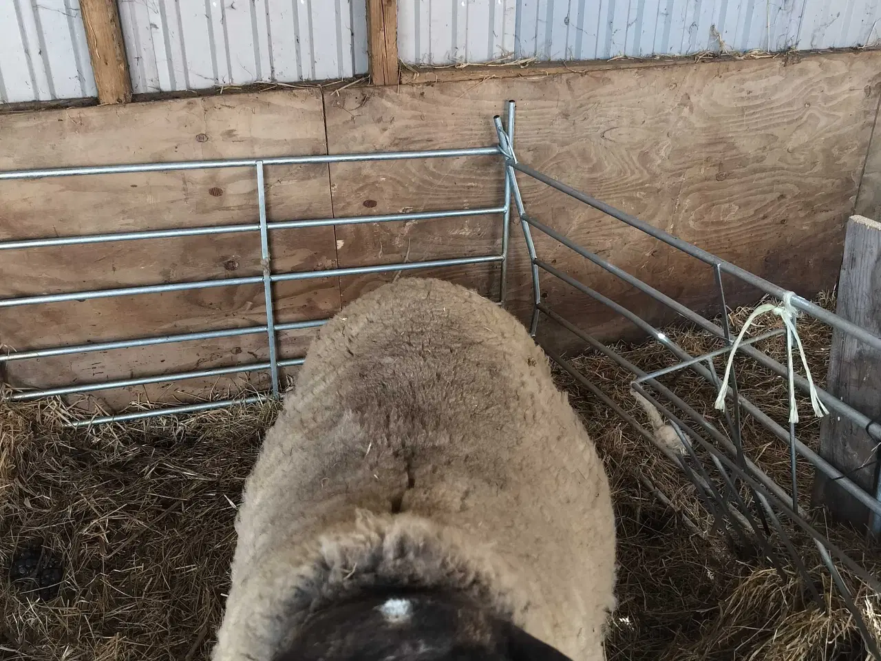 Billede 1 - Væder søger nye kærester