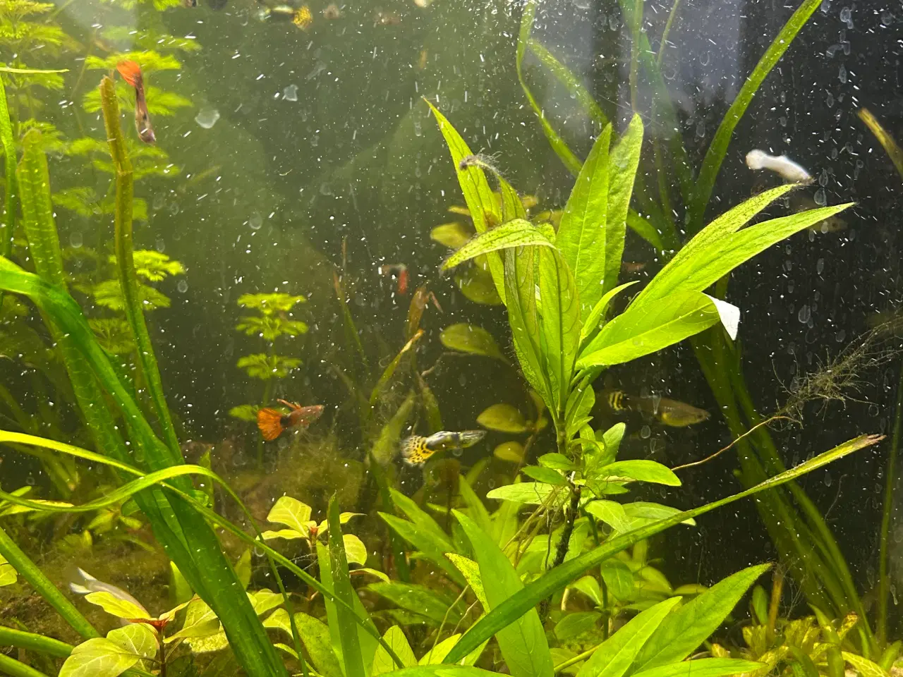 Billede 3 - Akvarie planter 