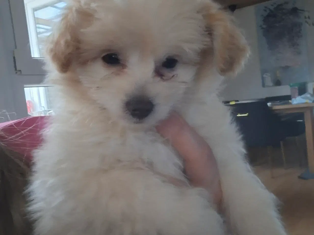 Billede 7 - Pompoo hvalpe 1 pige 2 drenge klar nu