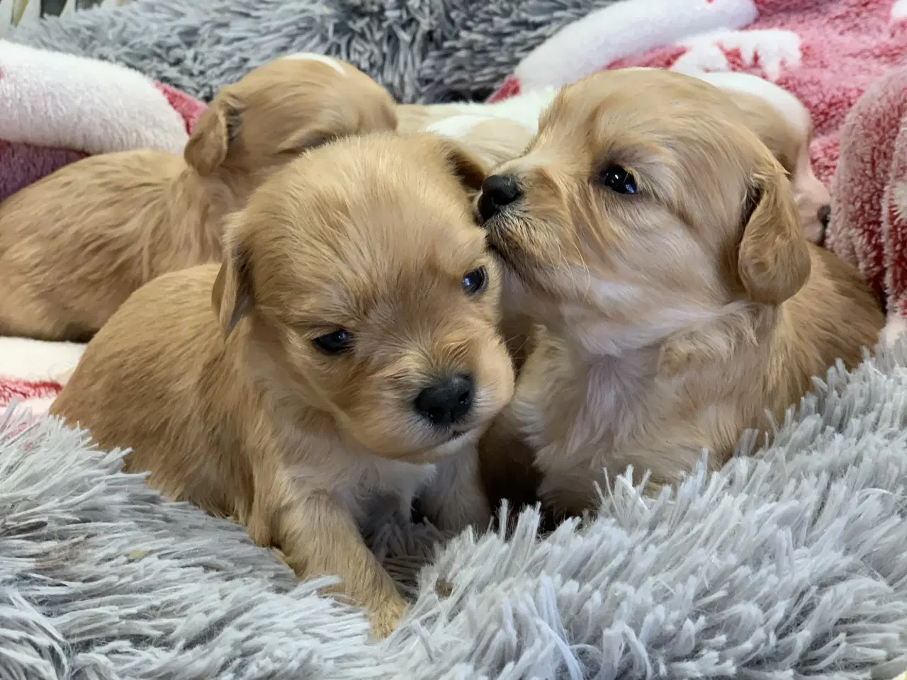 Billede 1 - Små fine cavapoo/ Maltipoo babyer
