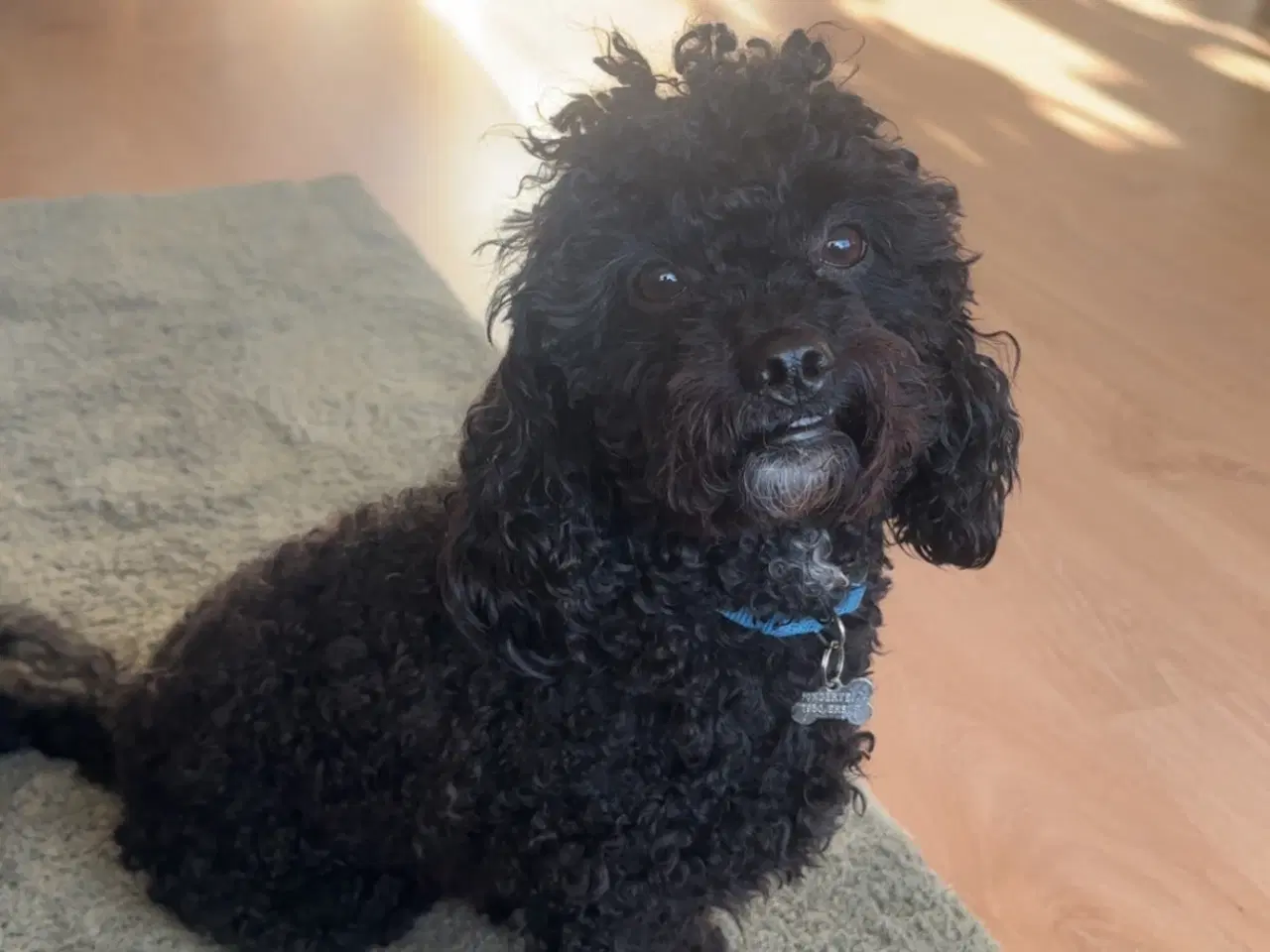 Billede 3 - Milo til avl 