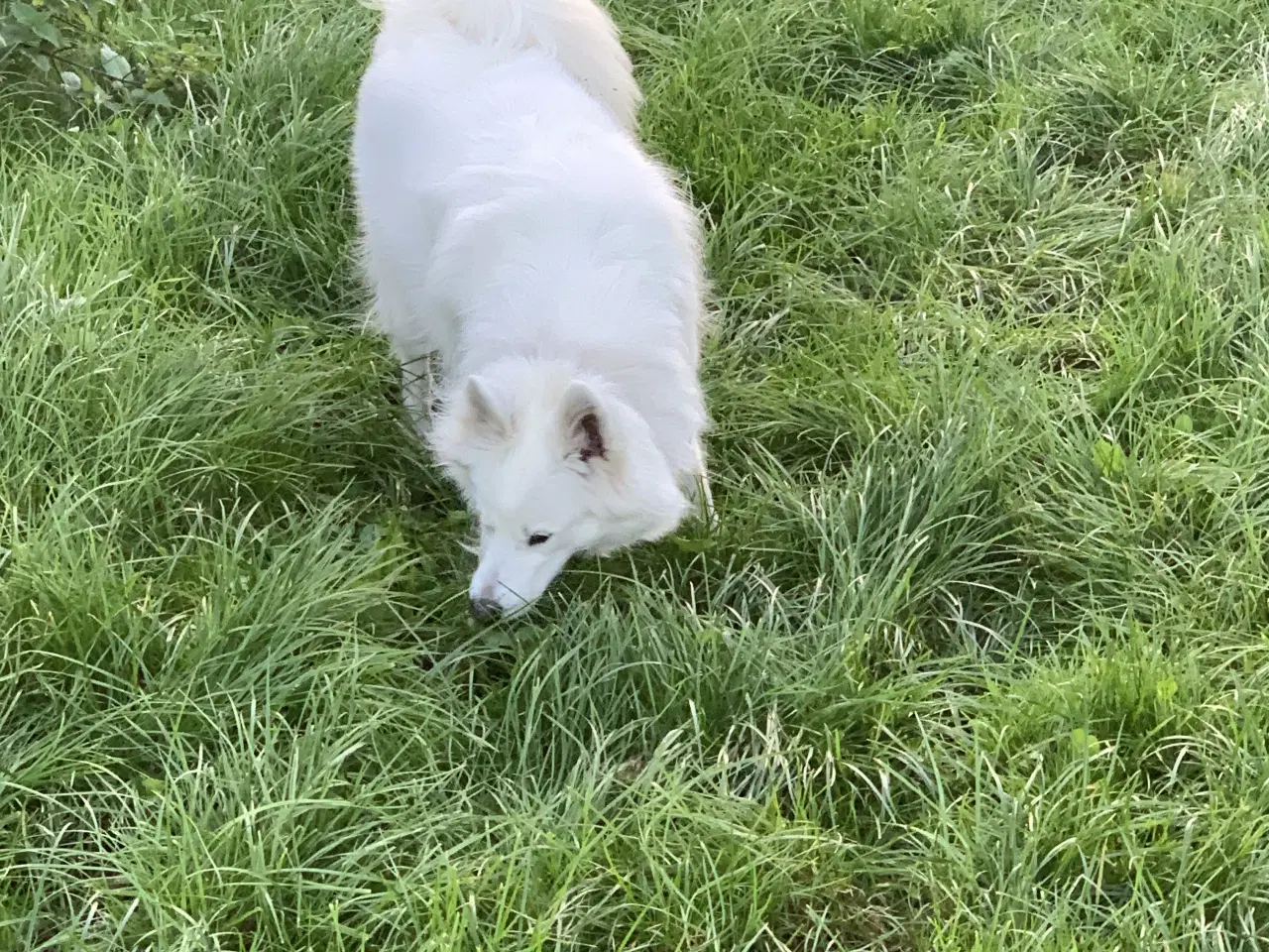 Billede 9 - Dansk spids tæve 2 år