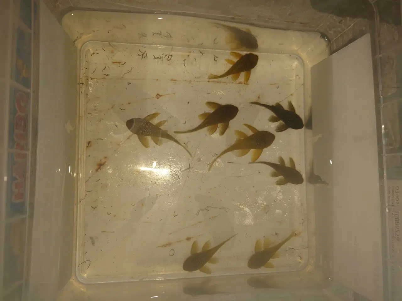 Billede 2 - L200 Green Phantom 