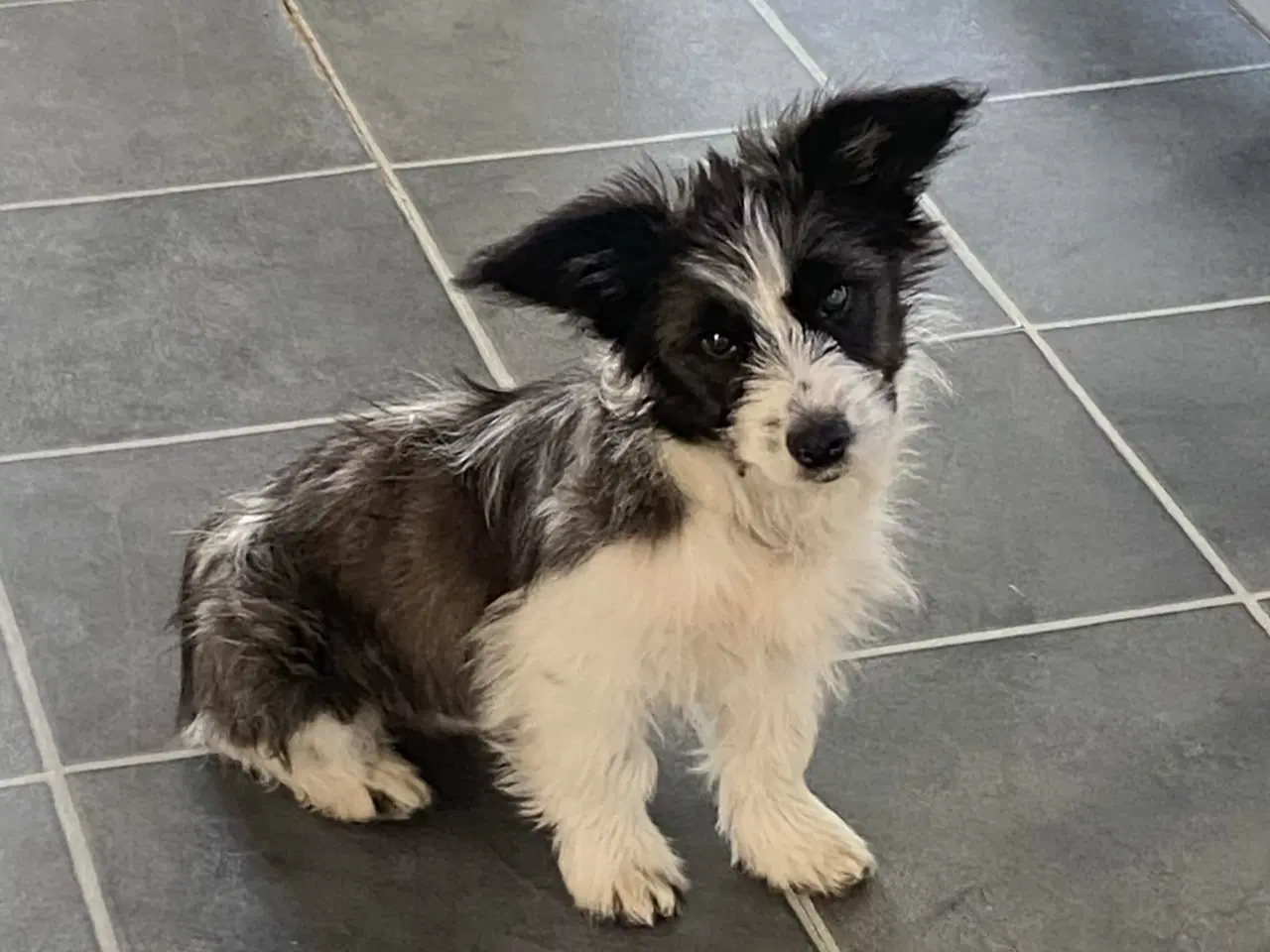 Billede 1 - Livsglad hundehvalp