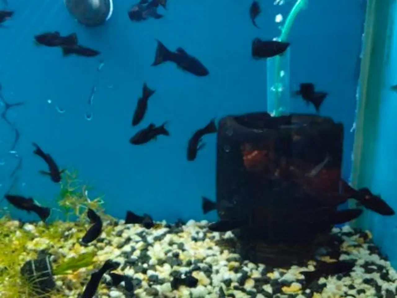 Billede 6 - 🖤🐠 SORTE MOLLY TIL SALG 🐠🖤