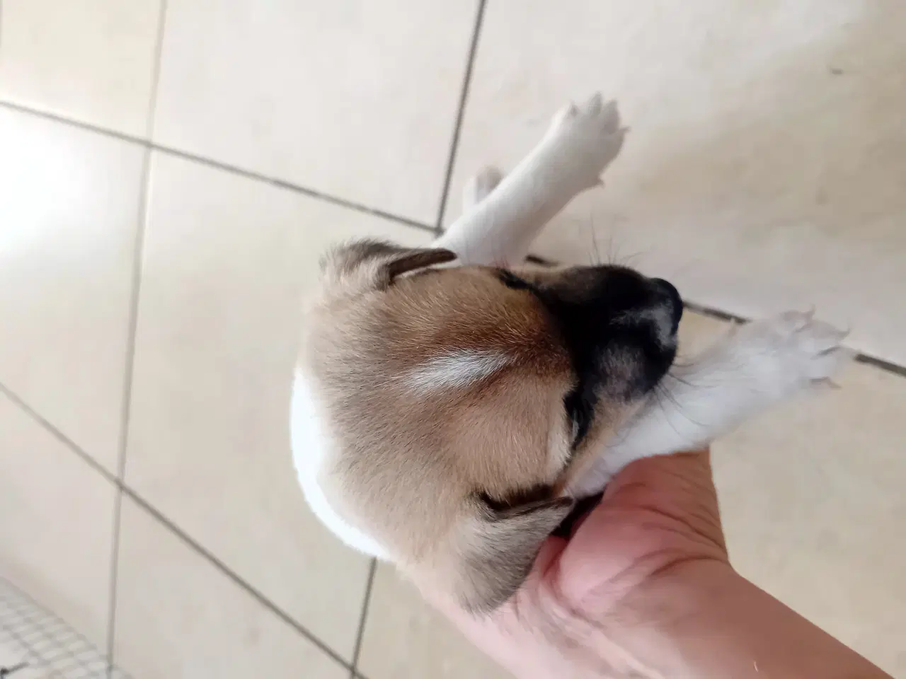 Billede 2 - Jack Russell terrier/Parson Russell terrier 