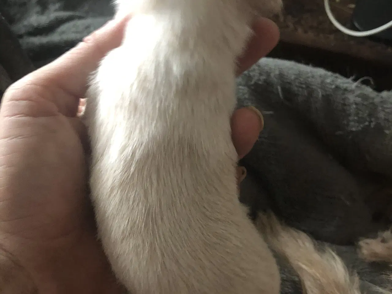 Billede 6 - Shih Tzu / Chihuahua blanding