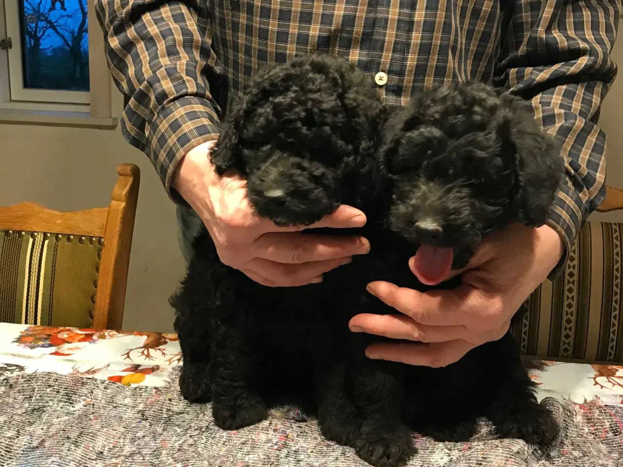 Billede 1 - Labradoodle hvalpe 2 generation  fælder ikke 