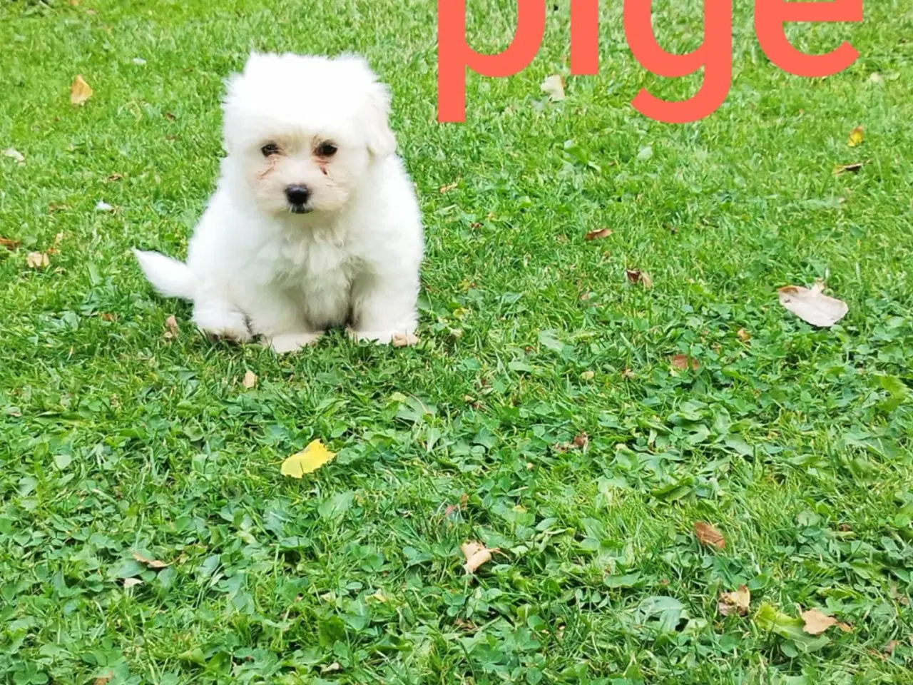 Billede 3 - Coton de tulear