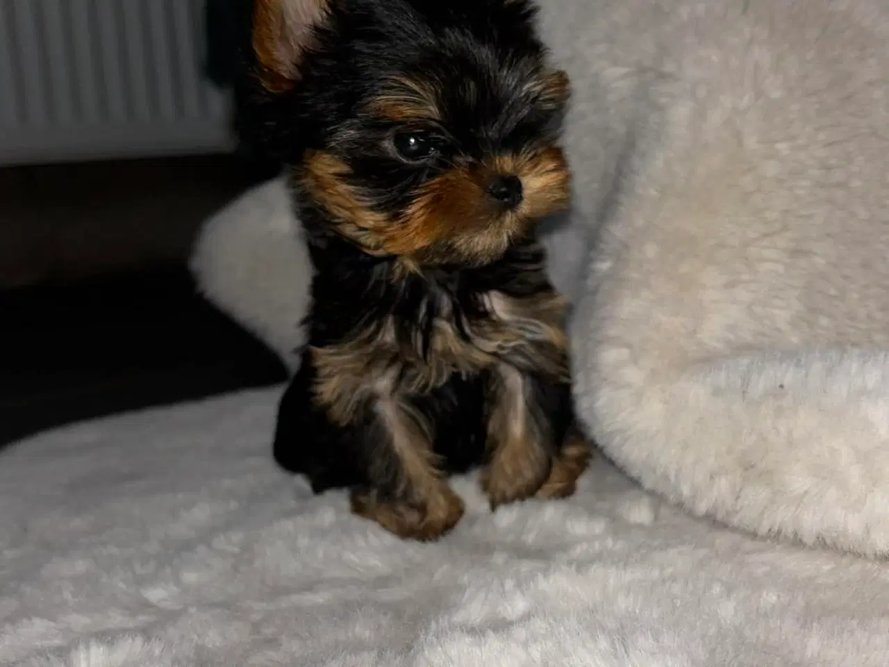 Billede 3 - Mini Yorkshire terrier girl