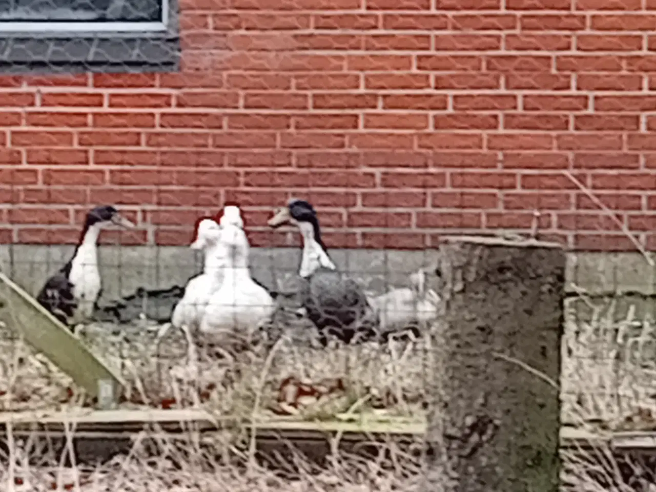 Billede 2 - Rugeæg fra løbe og dansk landænder