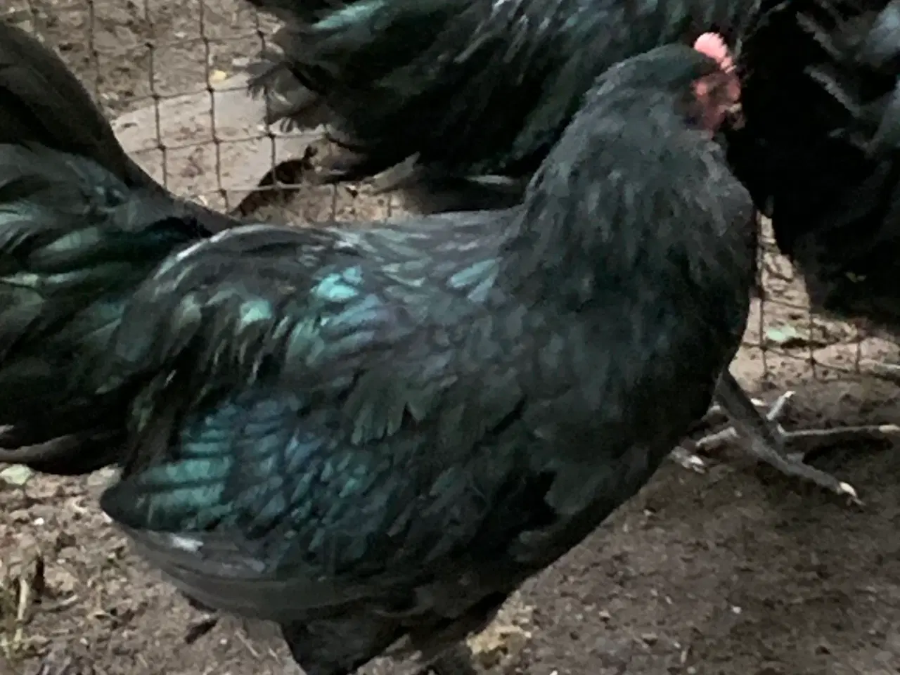 Billede 2 - Australorps hane