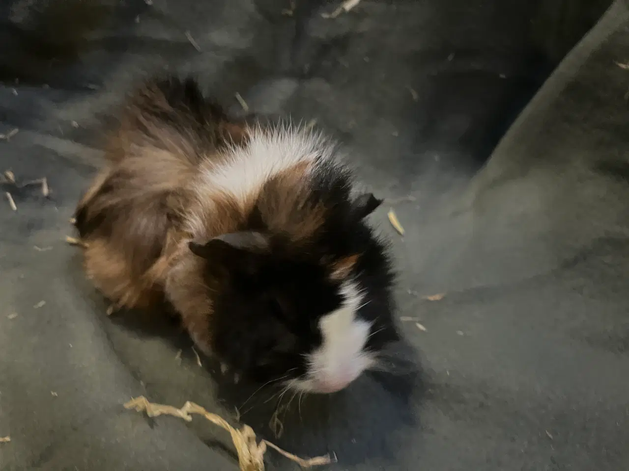 Billede 2 - Marsvinunger