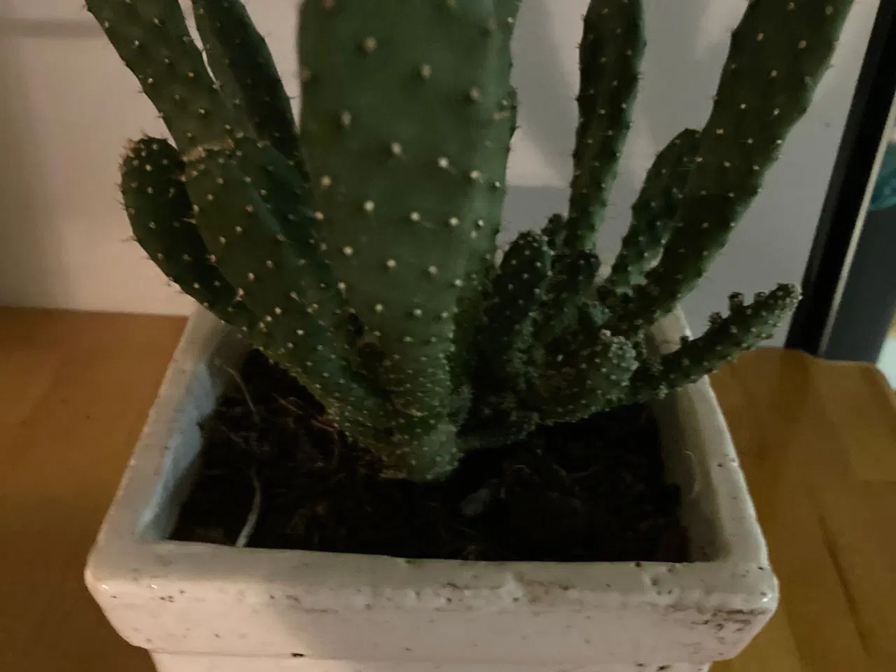 Billede 1 - kaktus