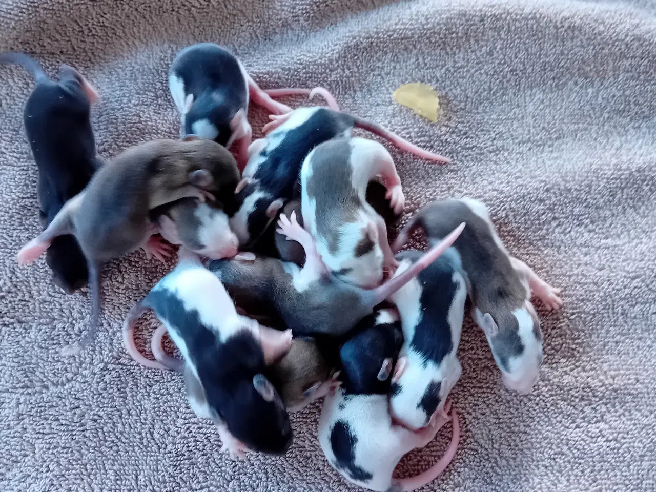 Billede 6 - Kælerotte