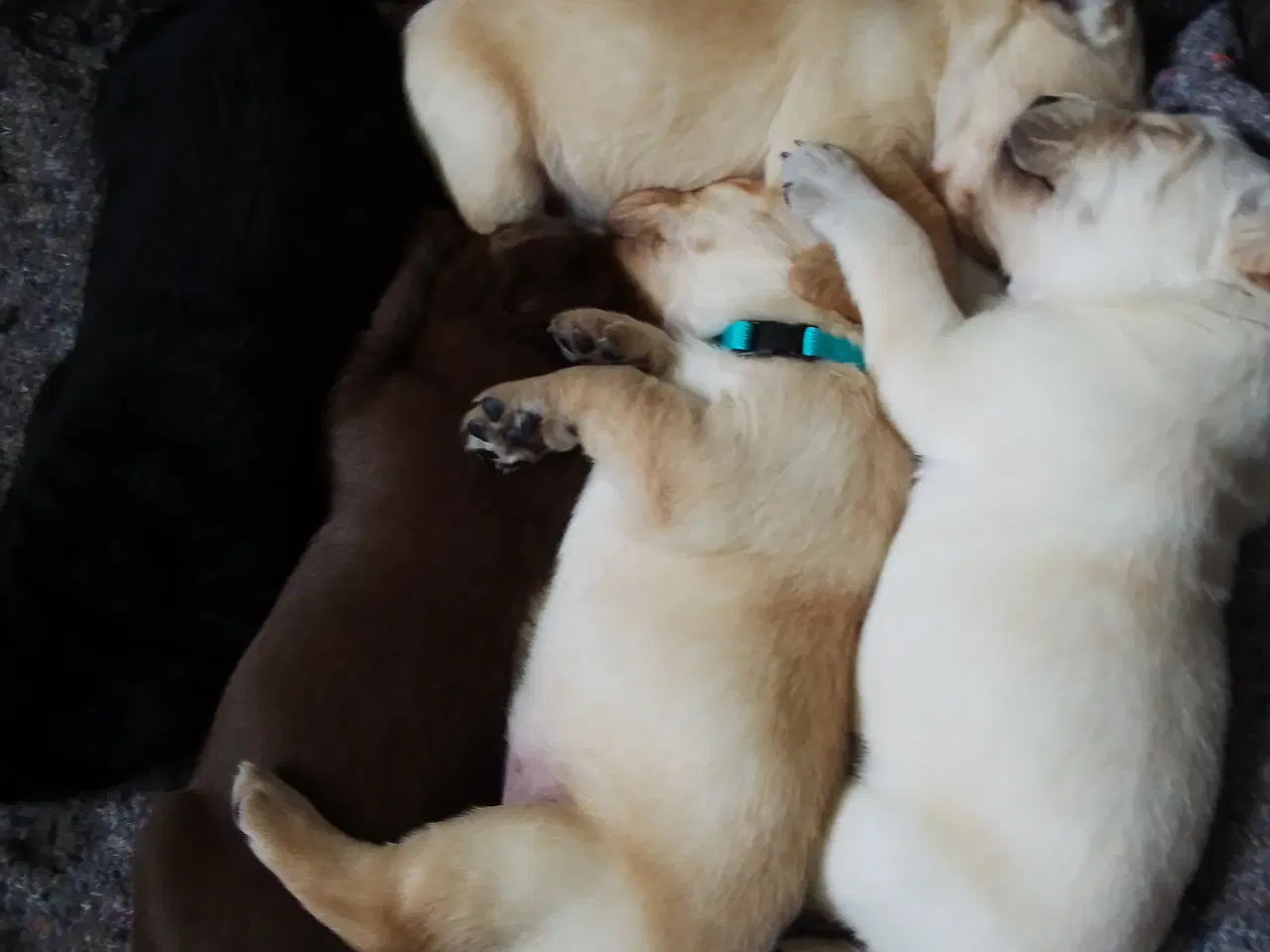 Billede 1 - Labrador/ formel 1 
