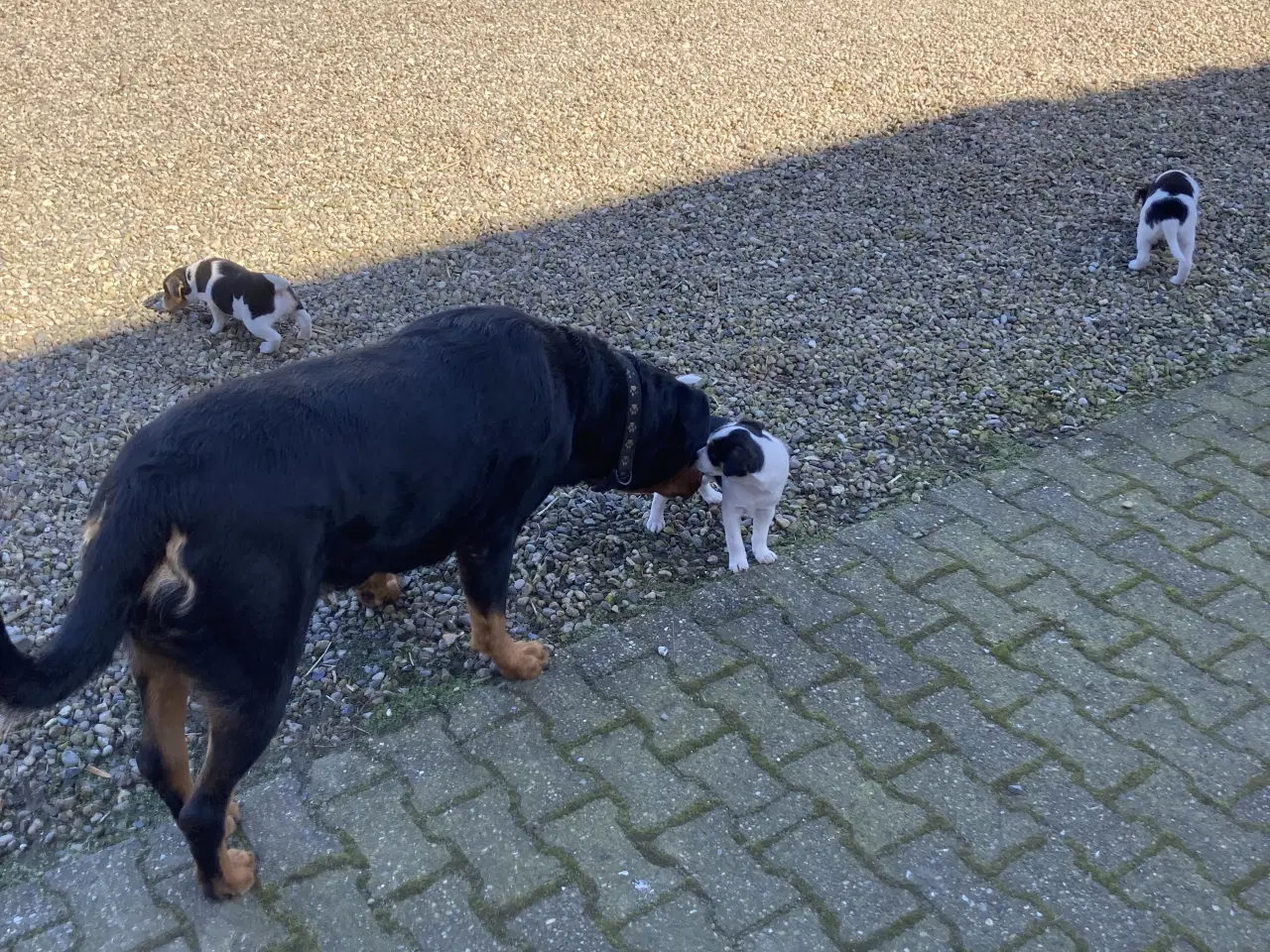 Billede 5 - 2 stk dejlige hanhunde 