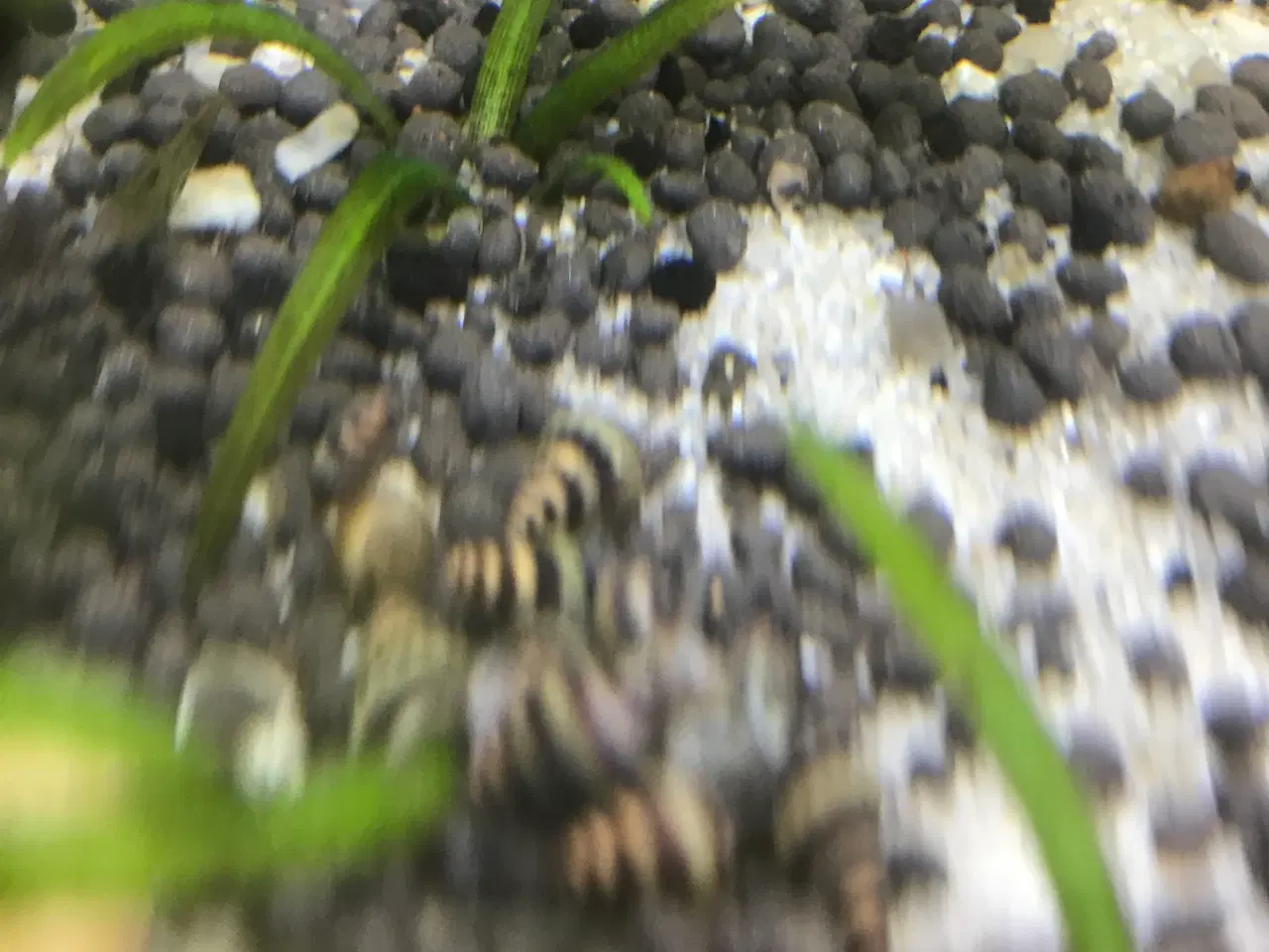 Billede 3 - 🐚 Helena-snegle Premium – 10 stk. | Sendes GLS