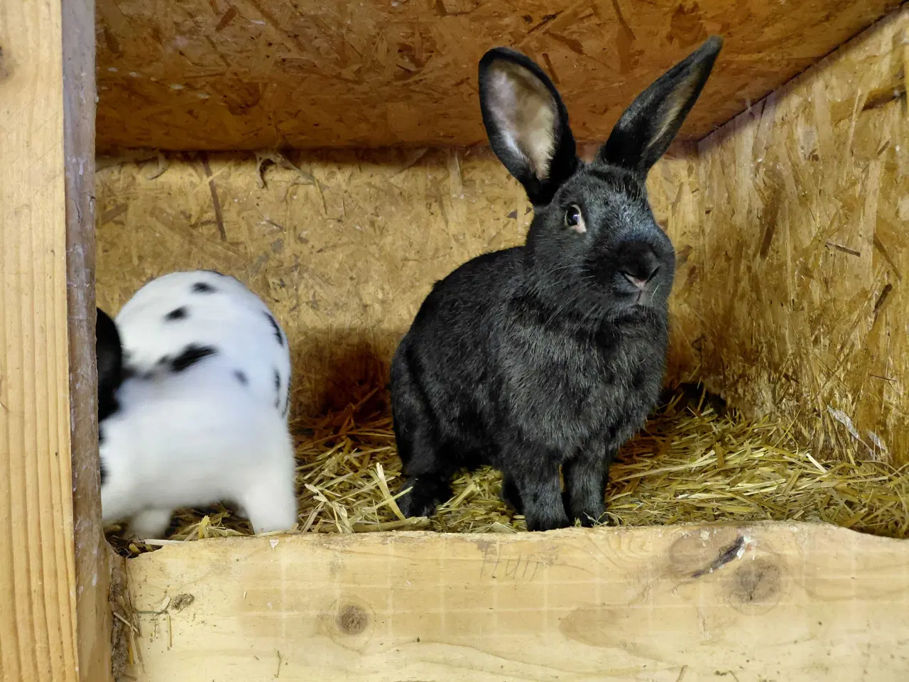Billede 2 - Han kanin sælges