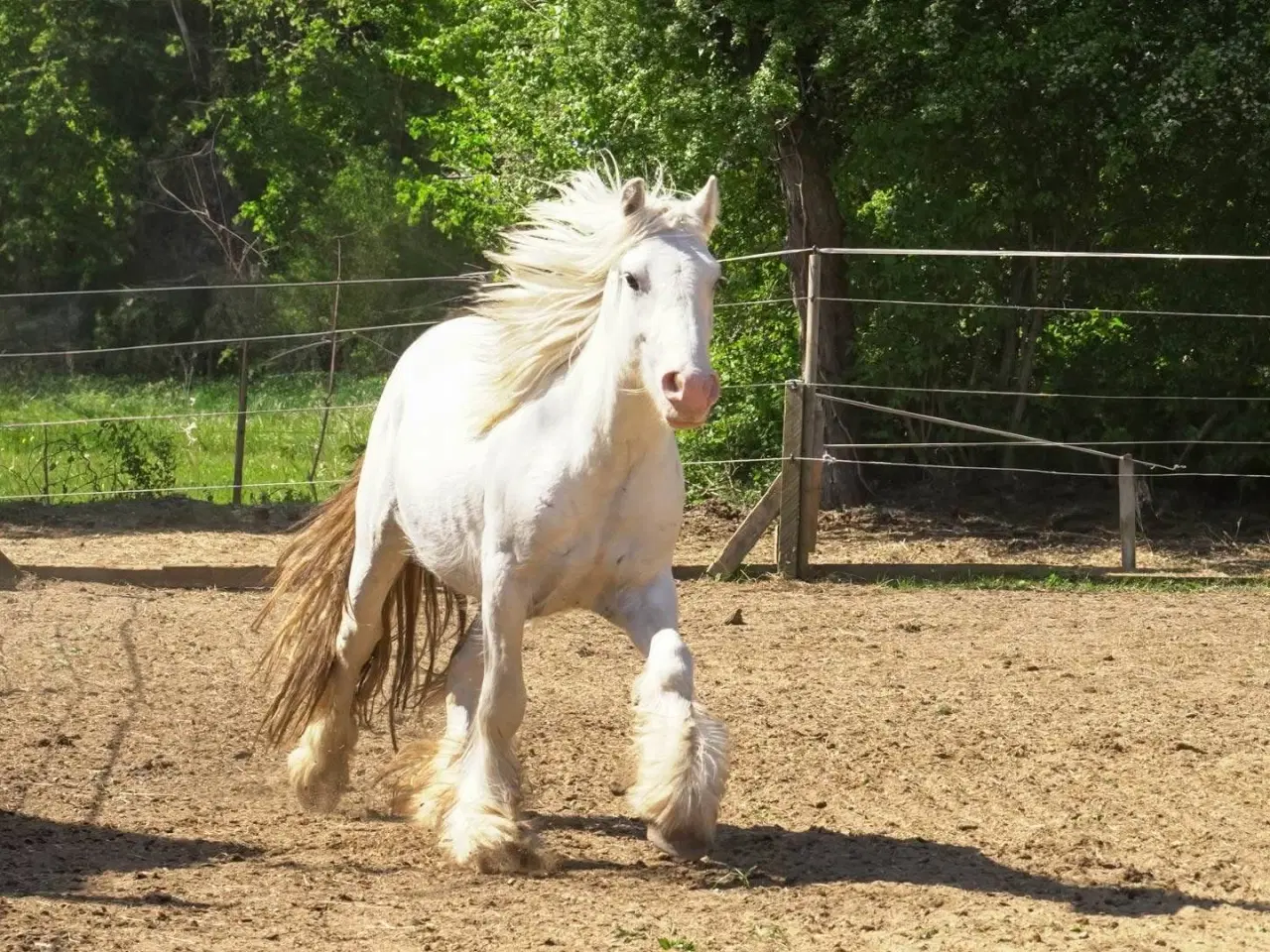 Billede 12 - Irish Cob heste søger nyt hjem 