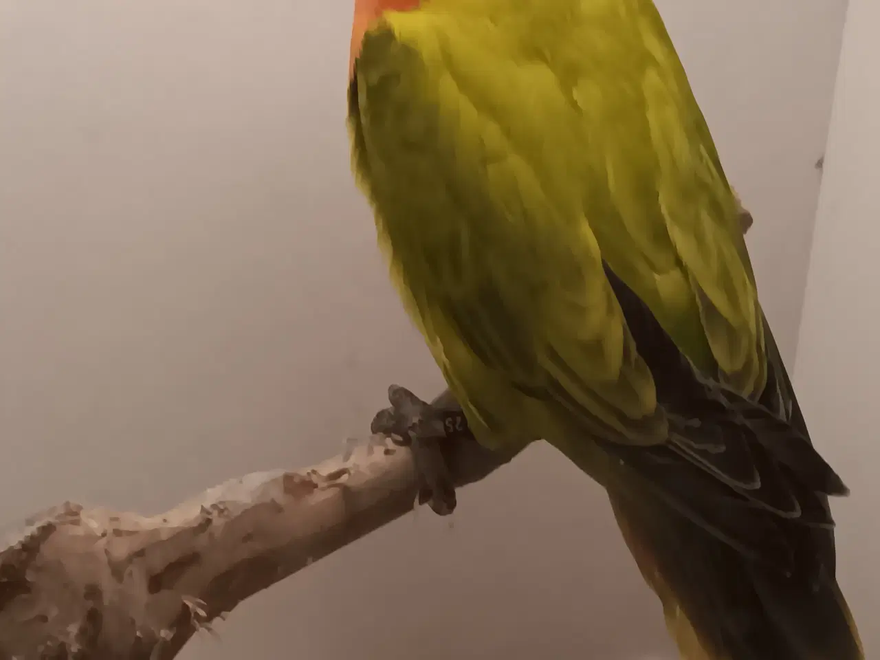 Billede 3 - Rødhovdetdværgpapegøjer i Green Opaline Dilute