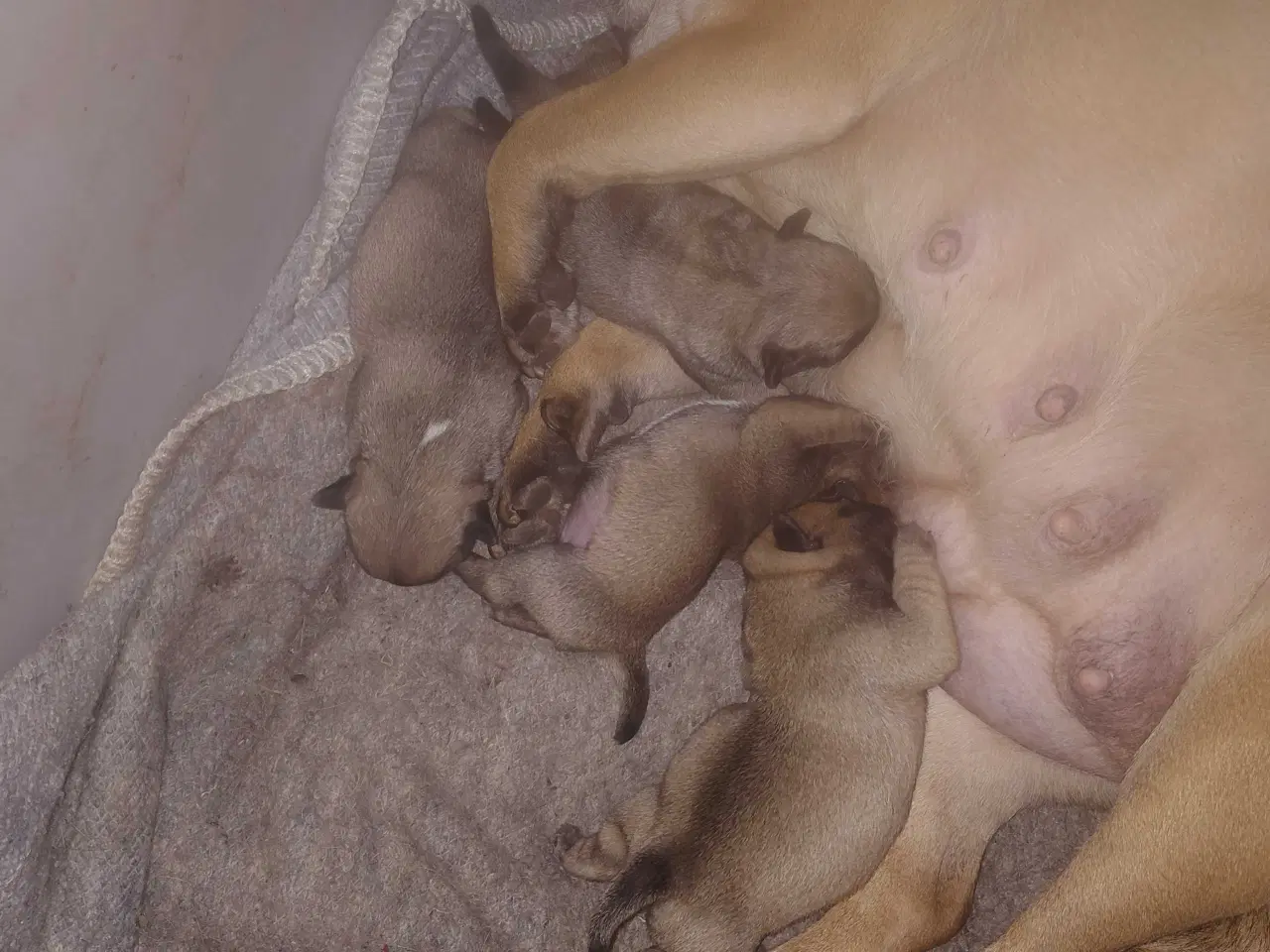 Billede 3 - Mops hvalpe 