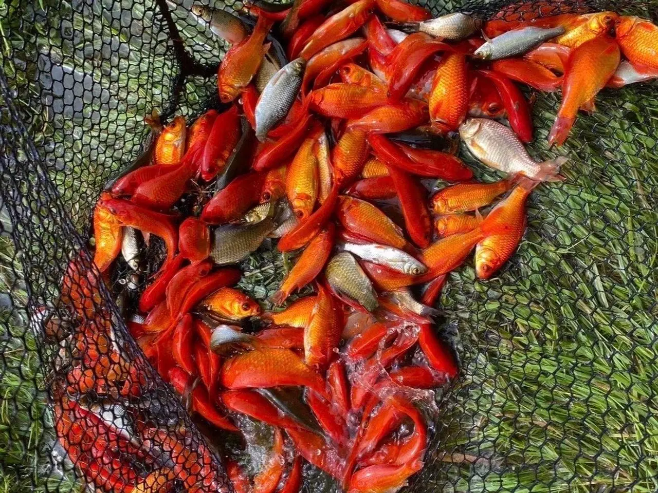 Billede 1 - Guldfisk 15 kr pr stk 500 kr for 50 stk